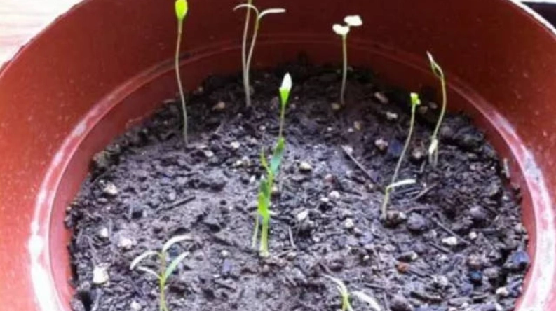 薰衣草播種 薰衣草播種