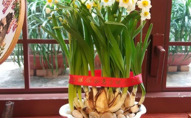 水仙花水培 水仙花水培