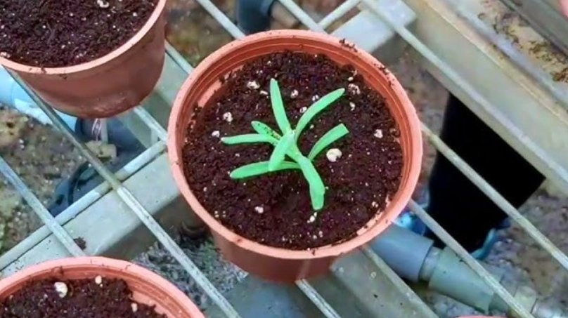 薰衣草扦插 薰衣草扦插