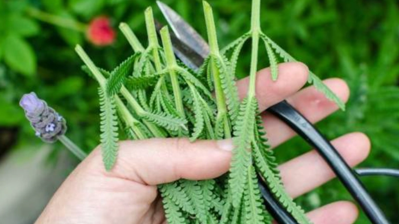 薰衣草繁殖方法 薰衣草繁殖方法