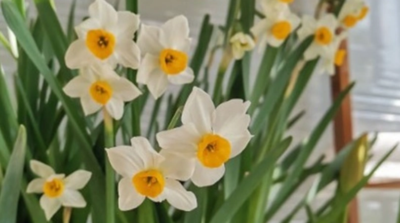 水仙花不開花處理 水仙花不開花處理