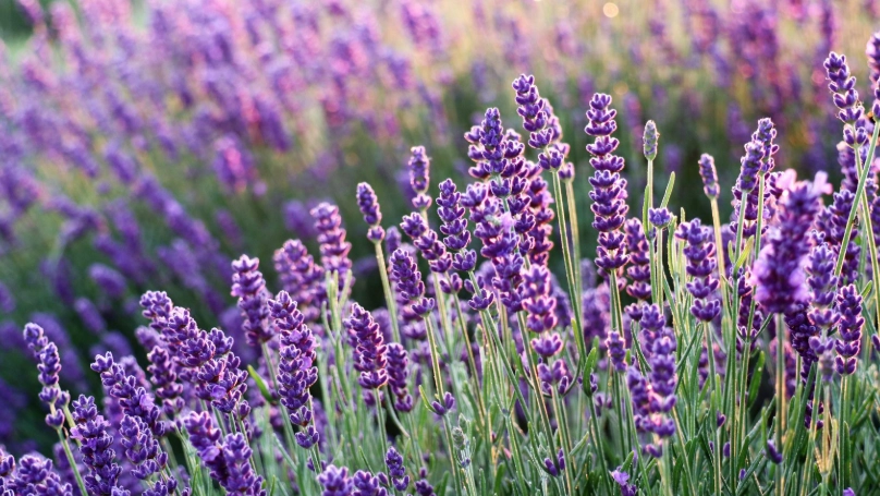 薰衣草品種