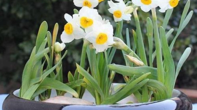 水仙花種植方法