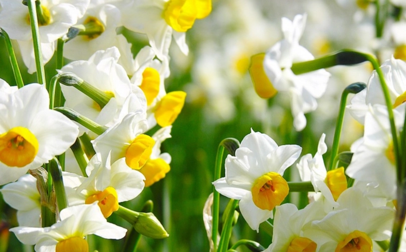 水仙花開花後養護 水仙花開花後養護