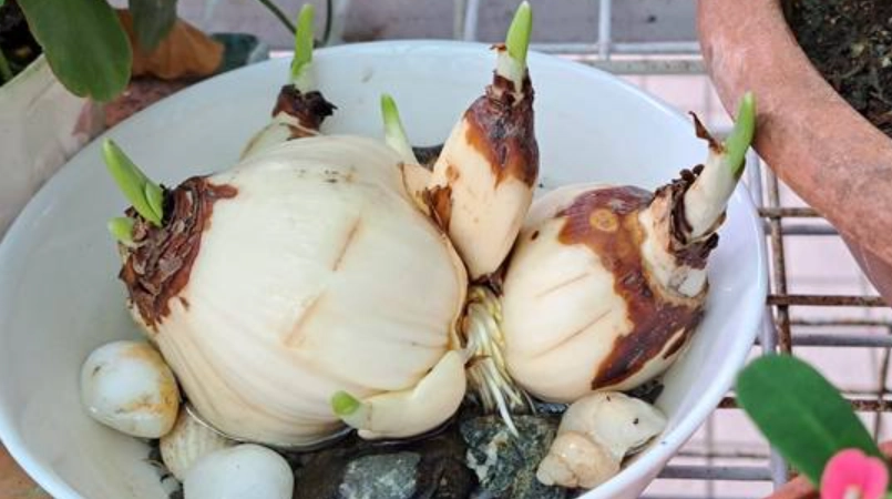 水仙花種植方法