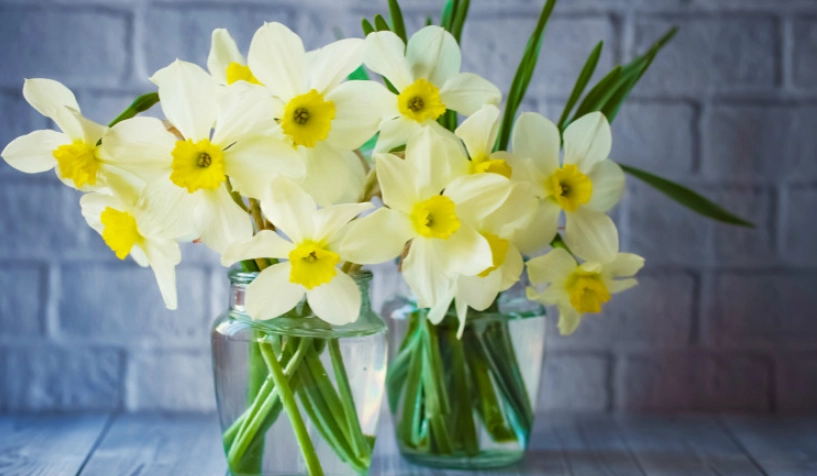 水仙花水培方法