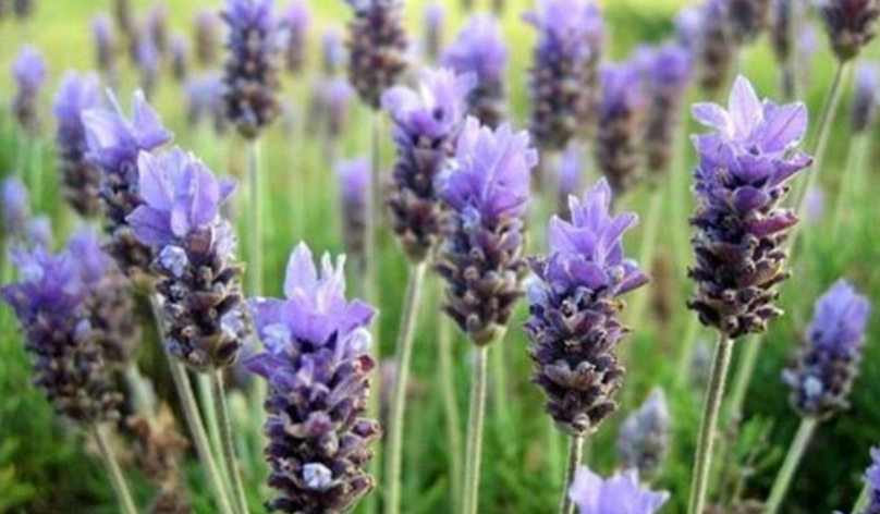 薰衣草繁殖方法 薰衣草繁殖方法