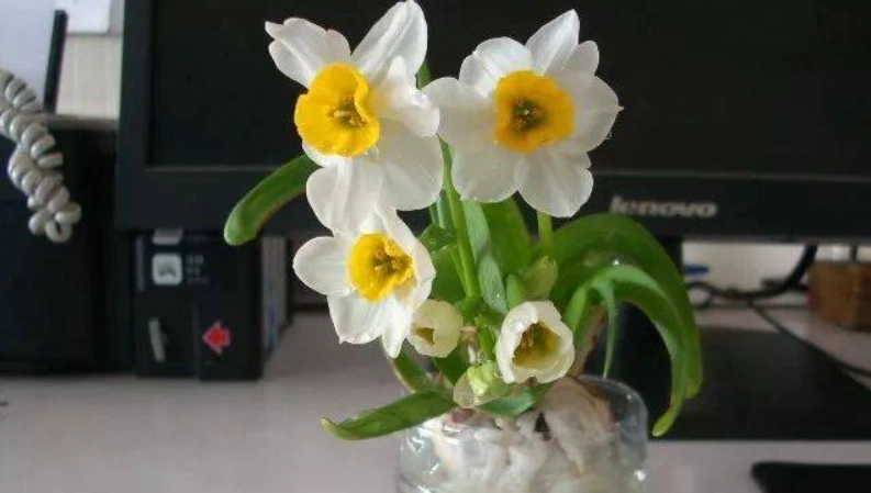 水仙花種植方法