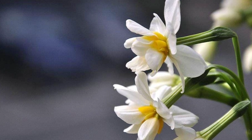 水仙花球莖儲存 水仙花球莖儲存