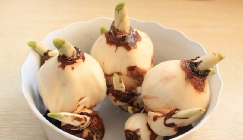 水仙花頭選購 水仙花頭選購