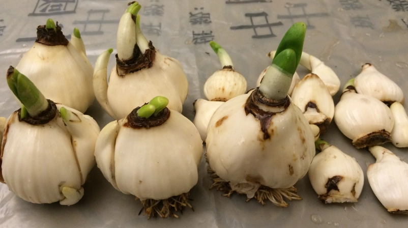 水仙花頭種植 水仙花頭種植