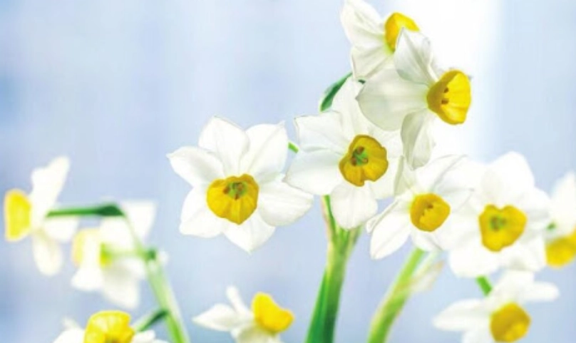 水仙花球莖儲存 水仙花球莖儲存