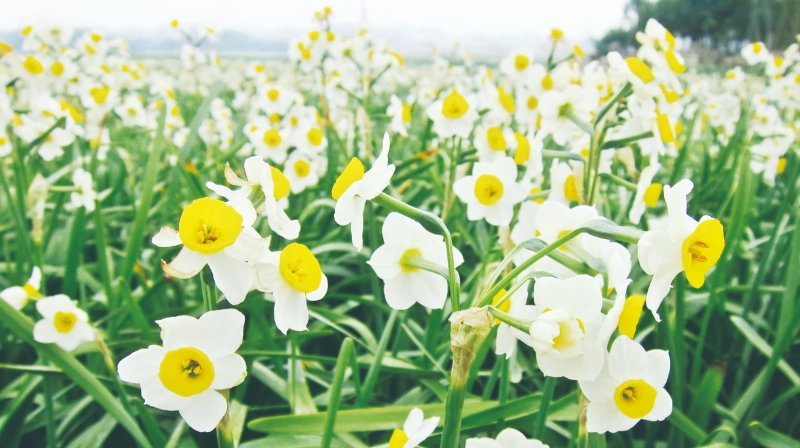 水仙花開花後處理 水仙花開花後處理