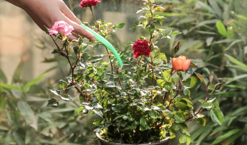 玫瑰花爆盆技巧