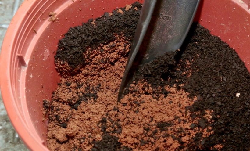 玫瑰花養護秘訣