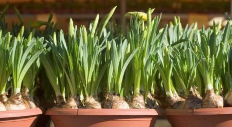 台灣水仙花種植季節