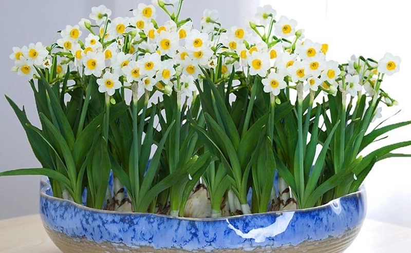 水仙花水培方法