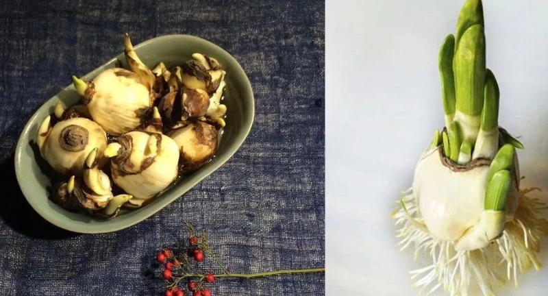 水仙花種子發芽