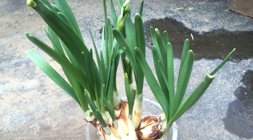 水仙花種子發芽