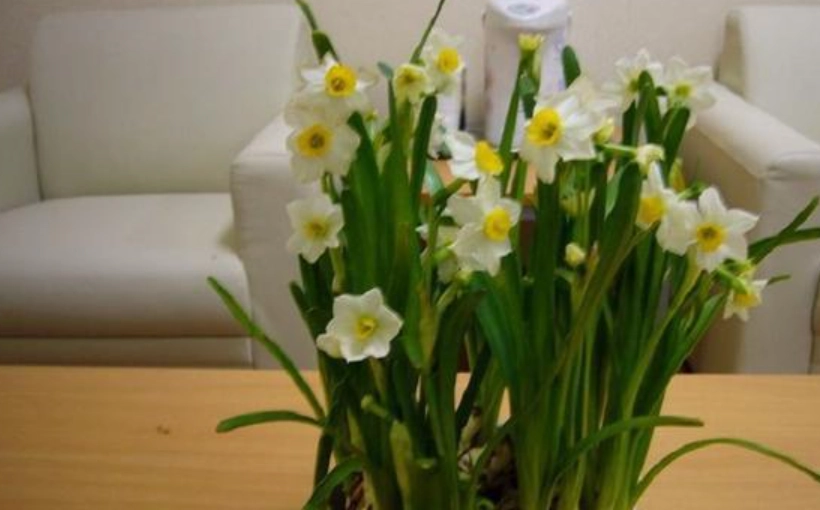 水仙花種植方法