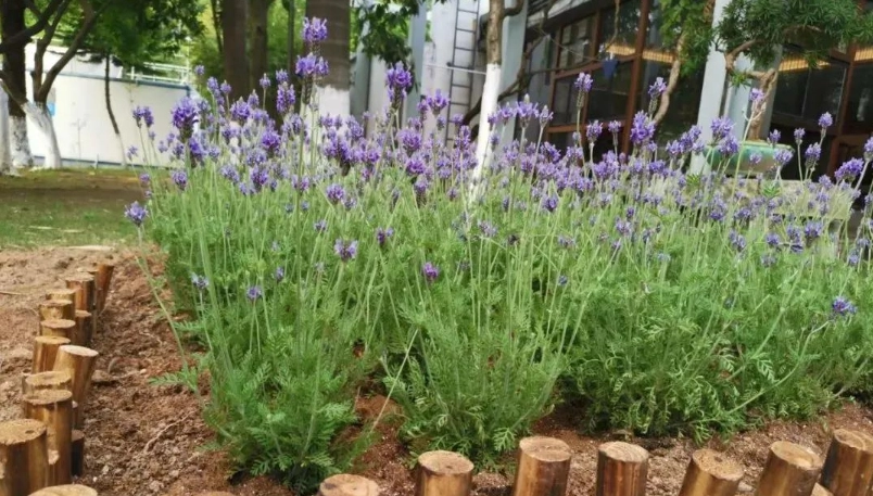 薰衣草扦插 薰衣草扦插