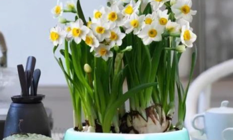 台灣水仙花種植季節