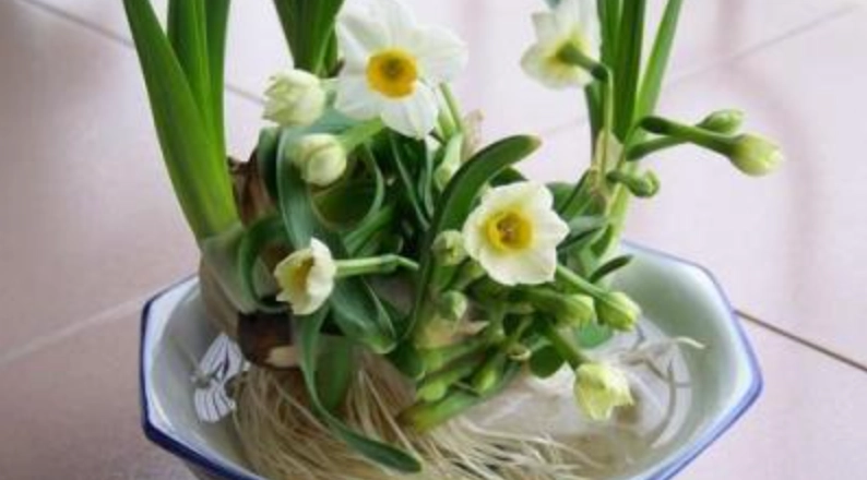 水仙花頭選購 水仙花頭選購