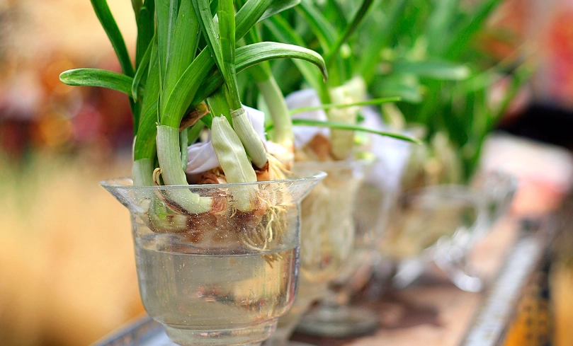 水仙花水培步驟