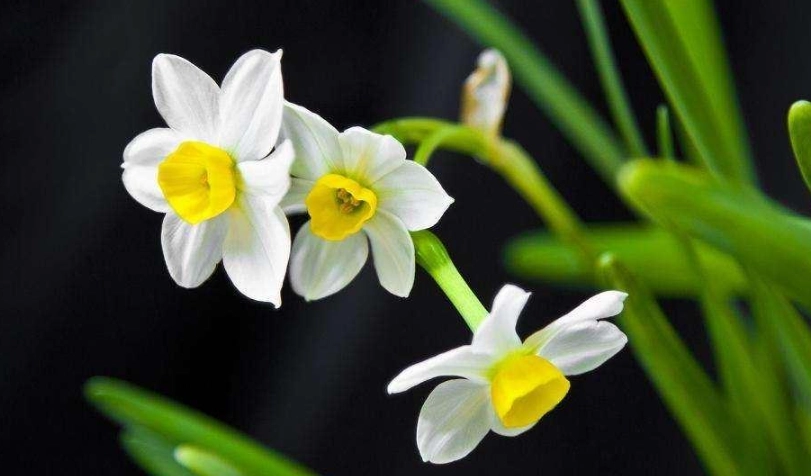 水仙花開花後養護 水仙花開花後養護