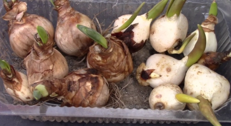 水仙花開花後處理 水仙花開花後處理