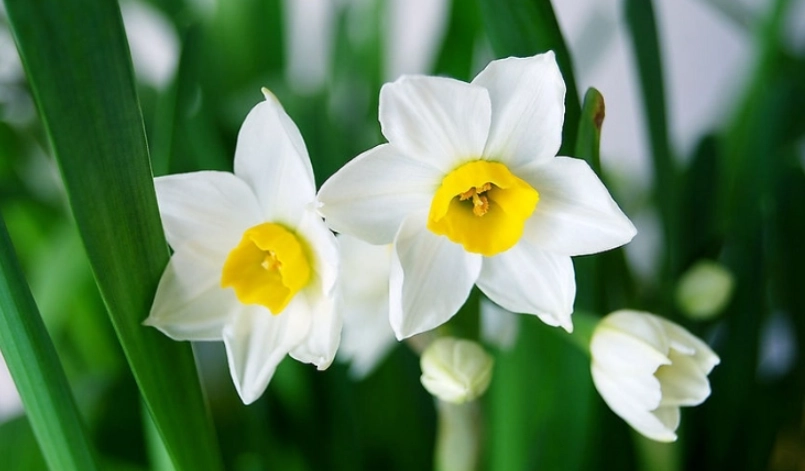 水仙花復壯技巧 水仙花復壯技巧