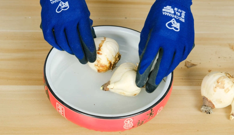 台灣水仙花種植季節