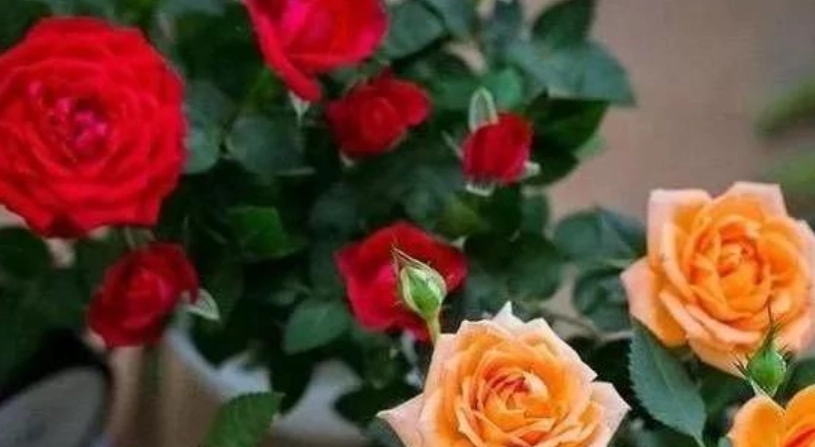 玫瑰花種植方法