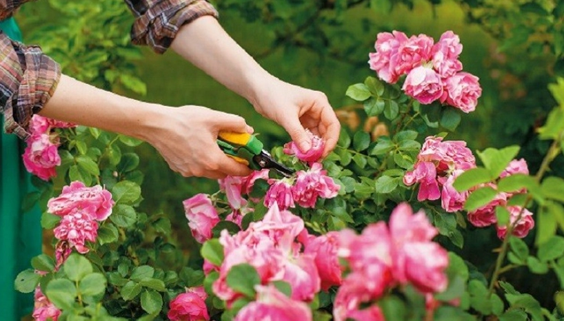 玫瑰花種植方法