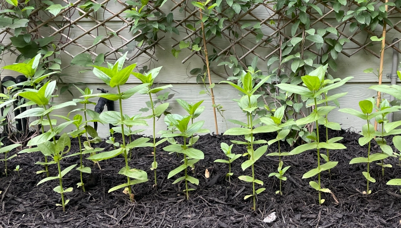 百日草修剪方法