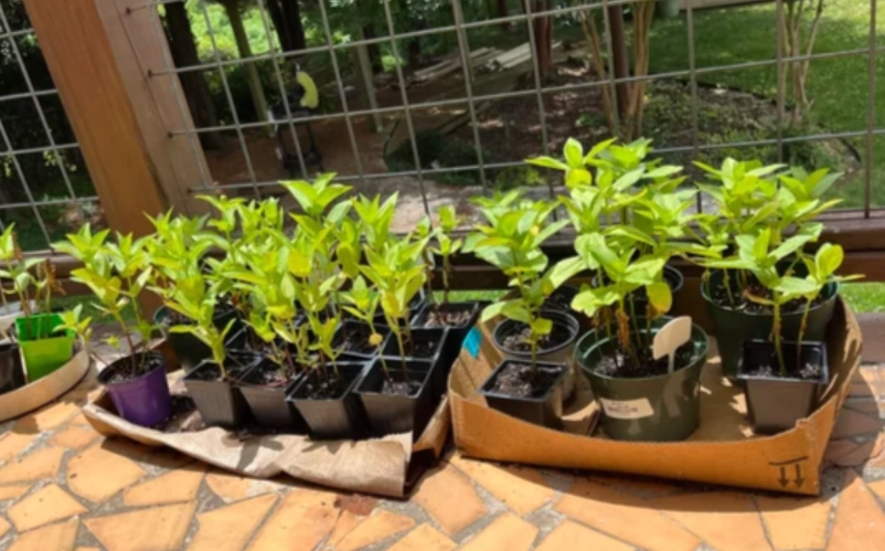 百日草修剪時機