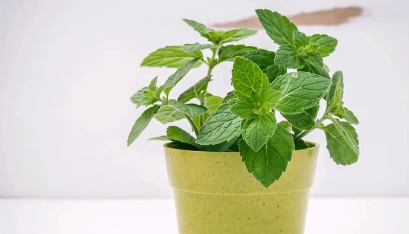 薄荷最適生長溫度