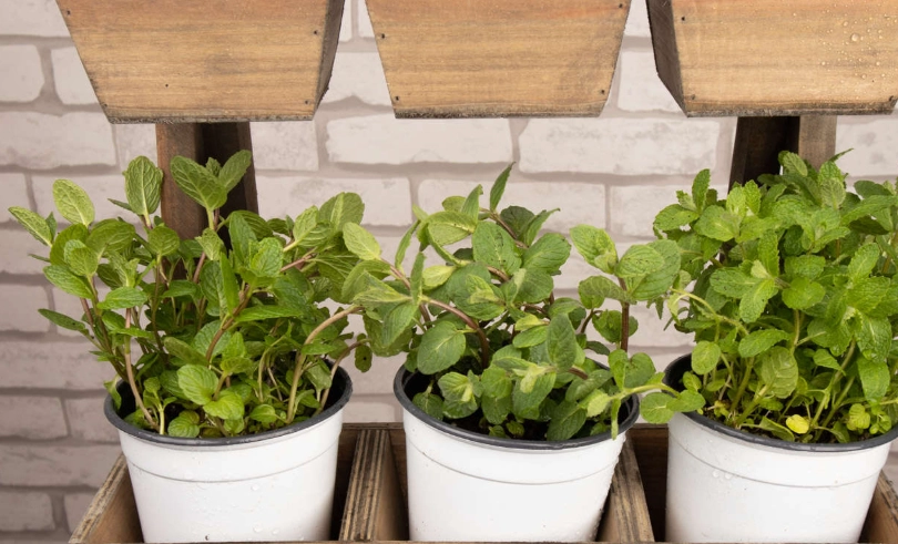 薄荷最適生長溫度