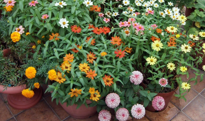 百日草修剪方法