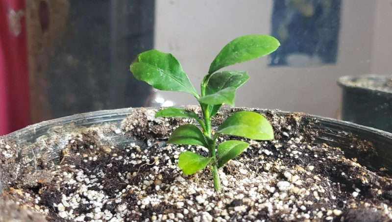 檸檬葉樹苗 台灣