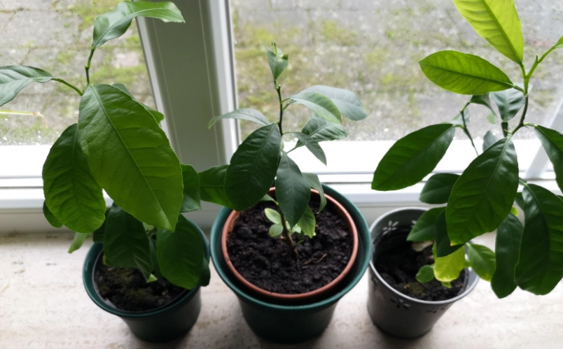 檸檬葉樹苗 照顧