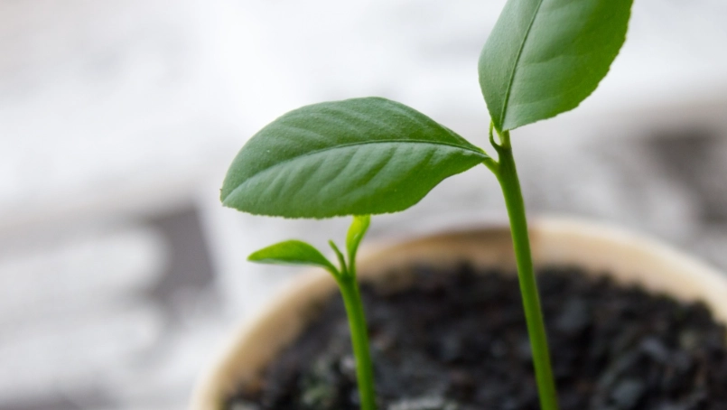 檸檬葉樹苗 照顧