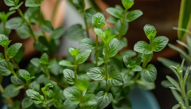 薄荷種植缺點