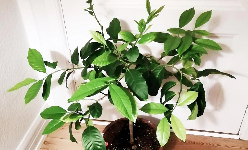 檸檬葉樹苗 台灣