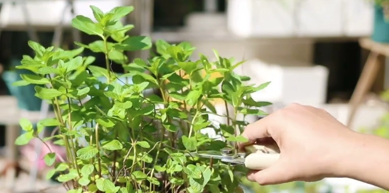 薄荷修剪技巧
