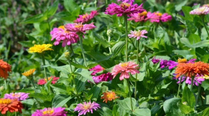 百日草怎麼修剪