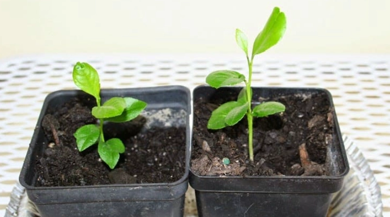 檸檬葉樹苗 種植