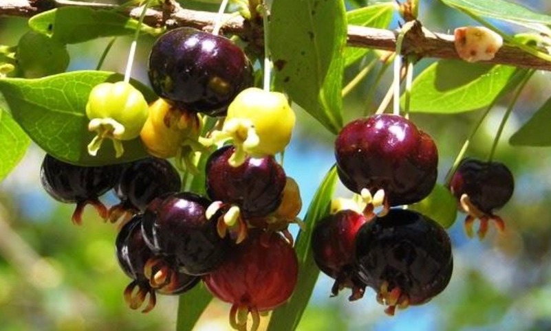 巴西櫻桃怎麼吃