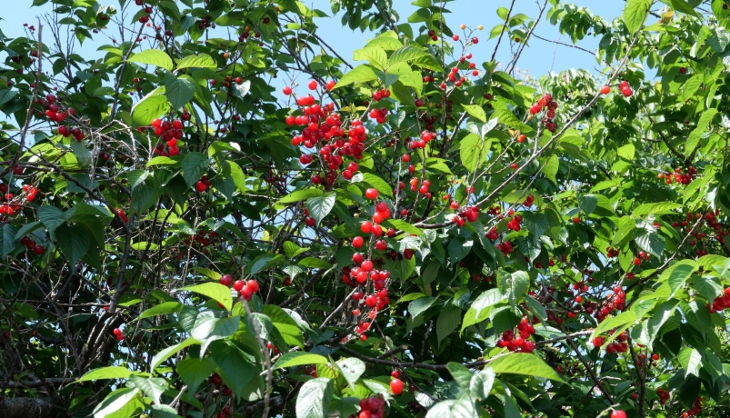 櫻桃種植技術