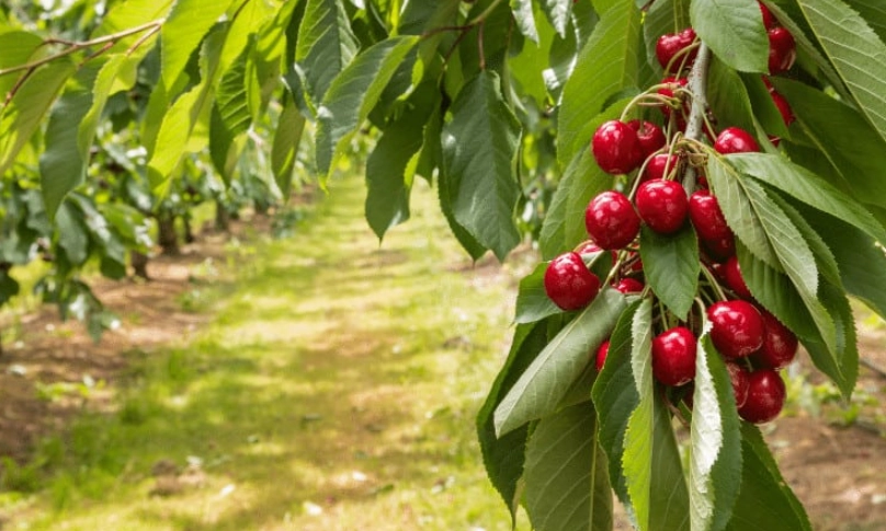 台灣櫻桃種植